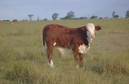 Campo Ganadero + Importante Cabaña