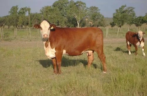 Campo Ganadero + Importante Cabaña