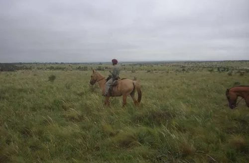 Campo Ganadero + Importante Cabaña
