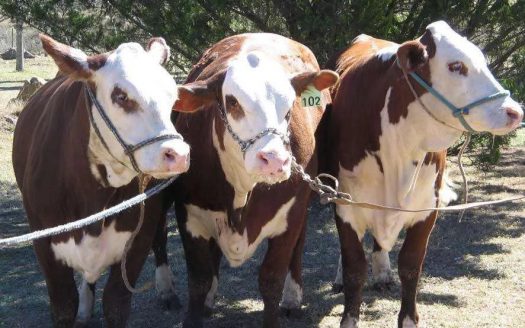 Campo Ganadero + Importante Cabaña